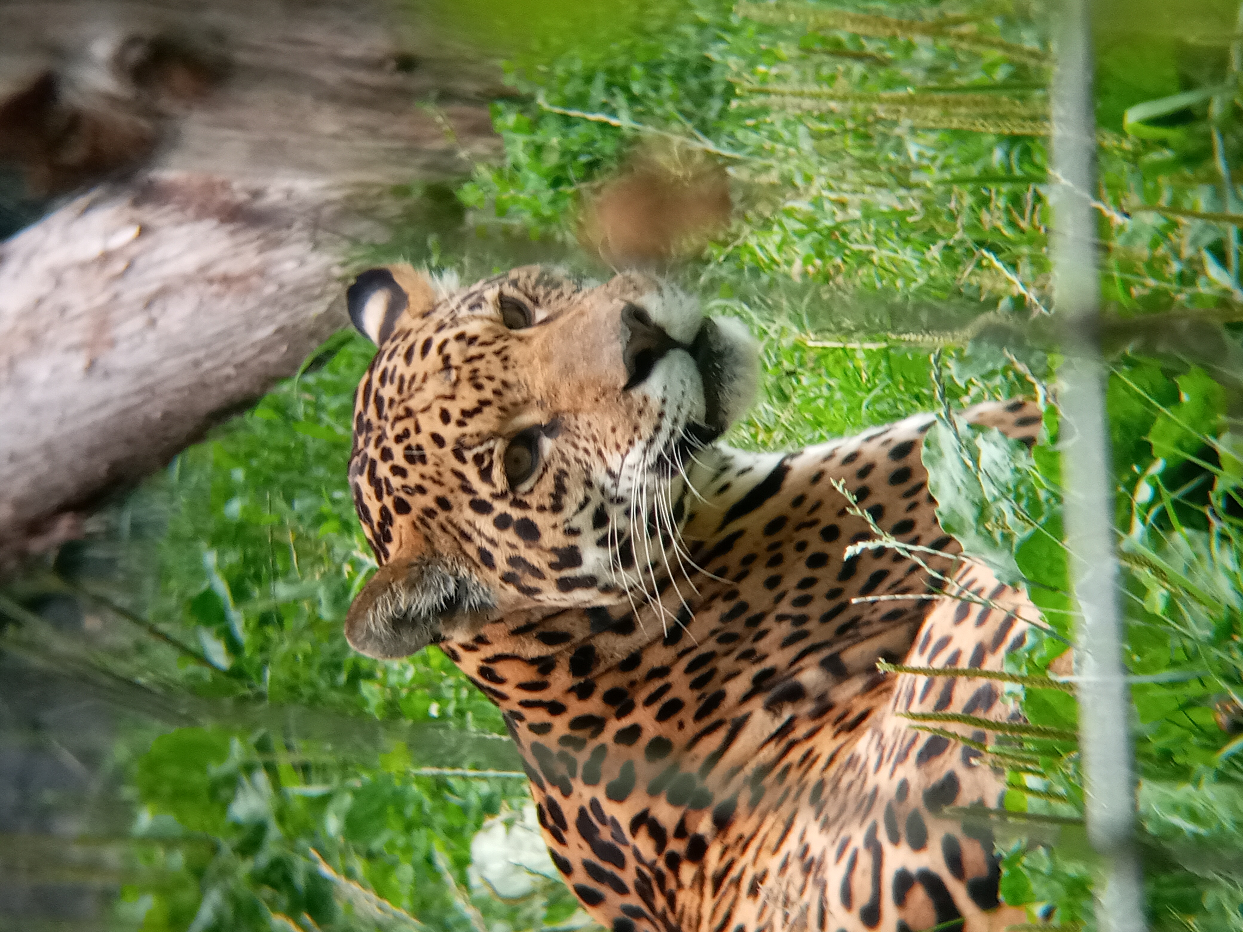 A picture of a Jaguar at Gramby Zoo.