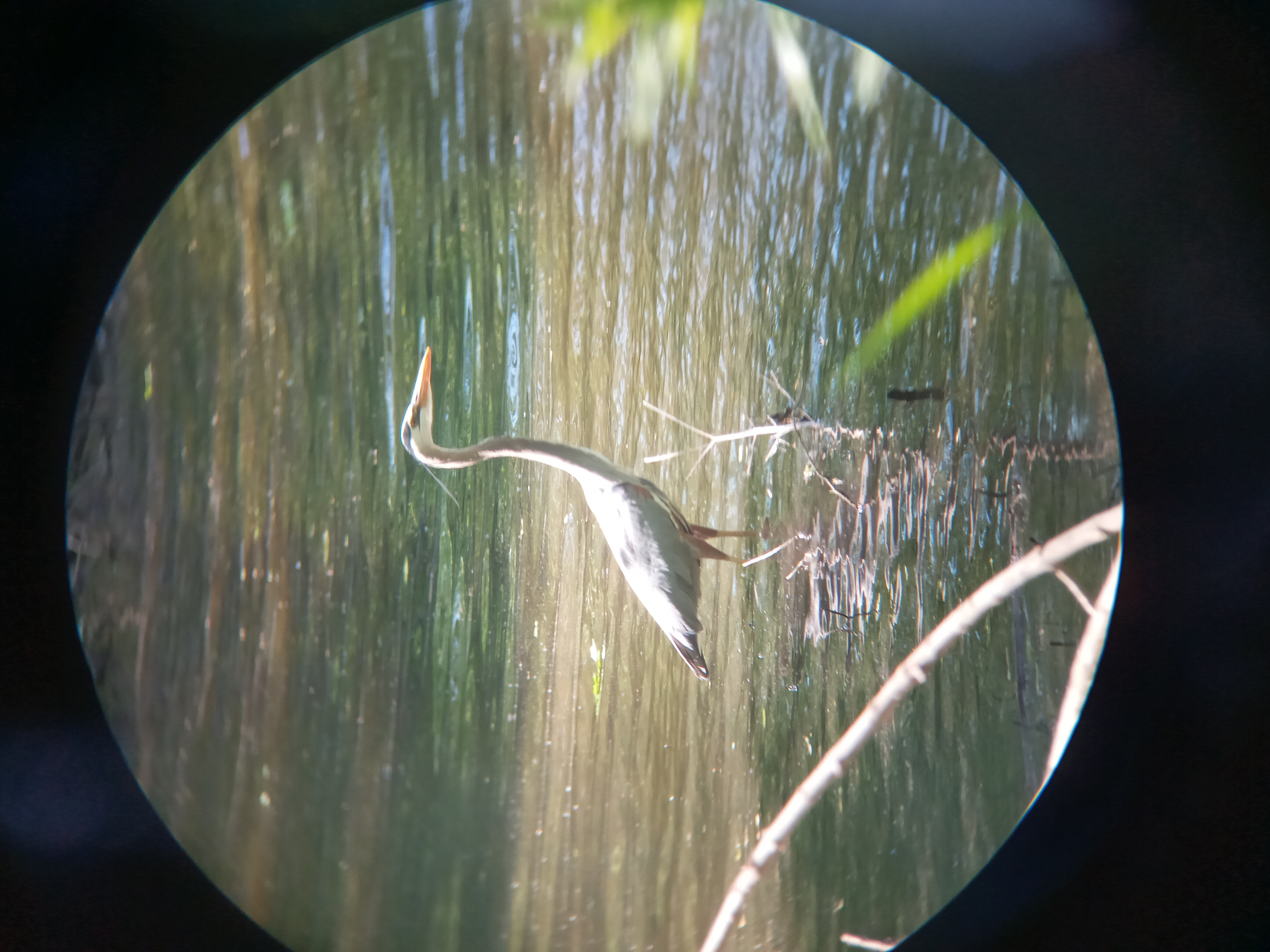 A picture of a type of bird called a Crane