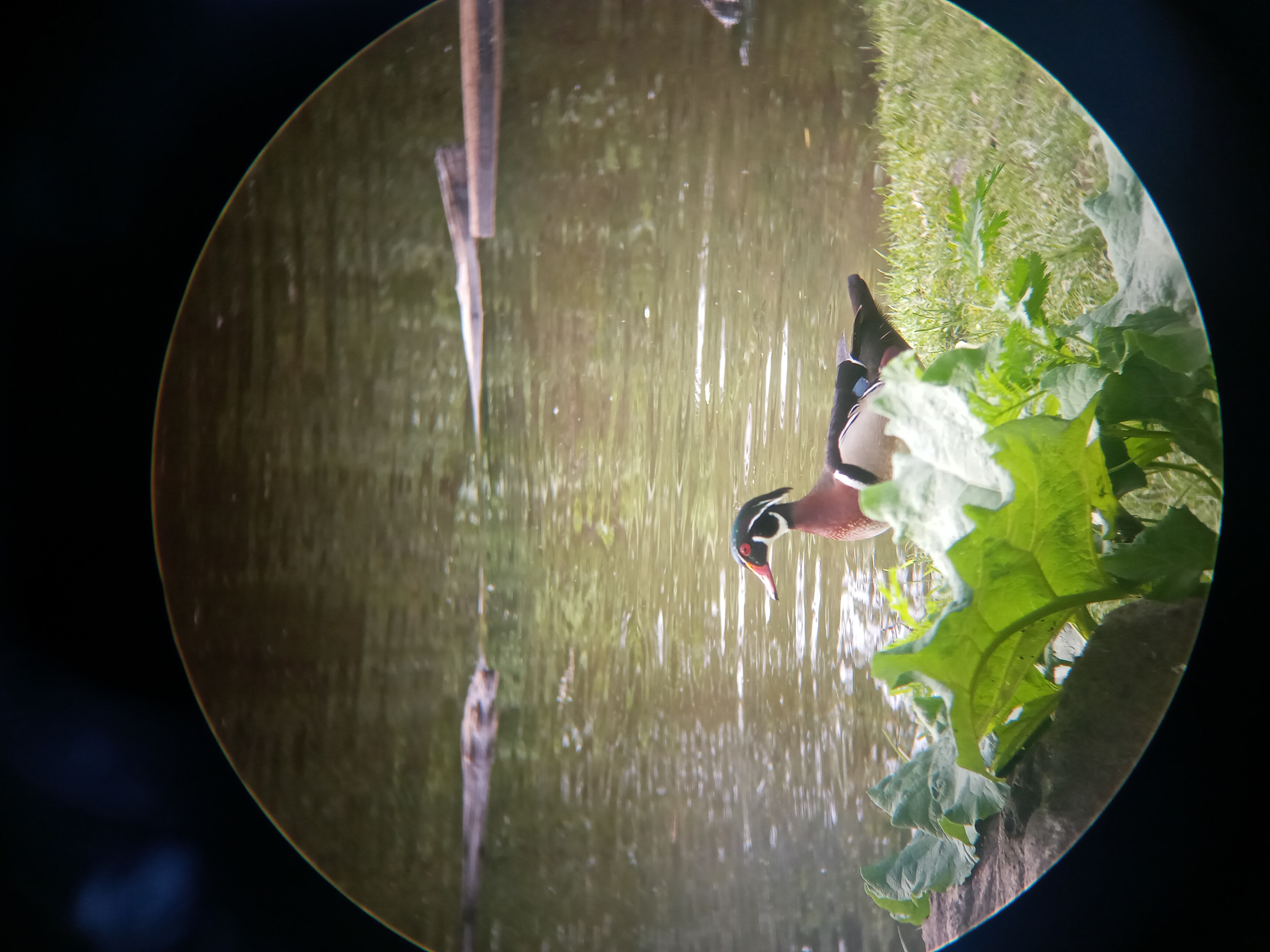 A picture of a Wood duck out of the water.