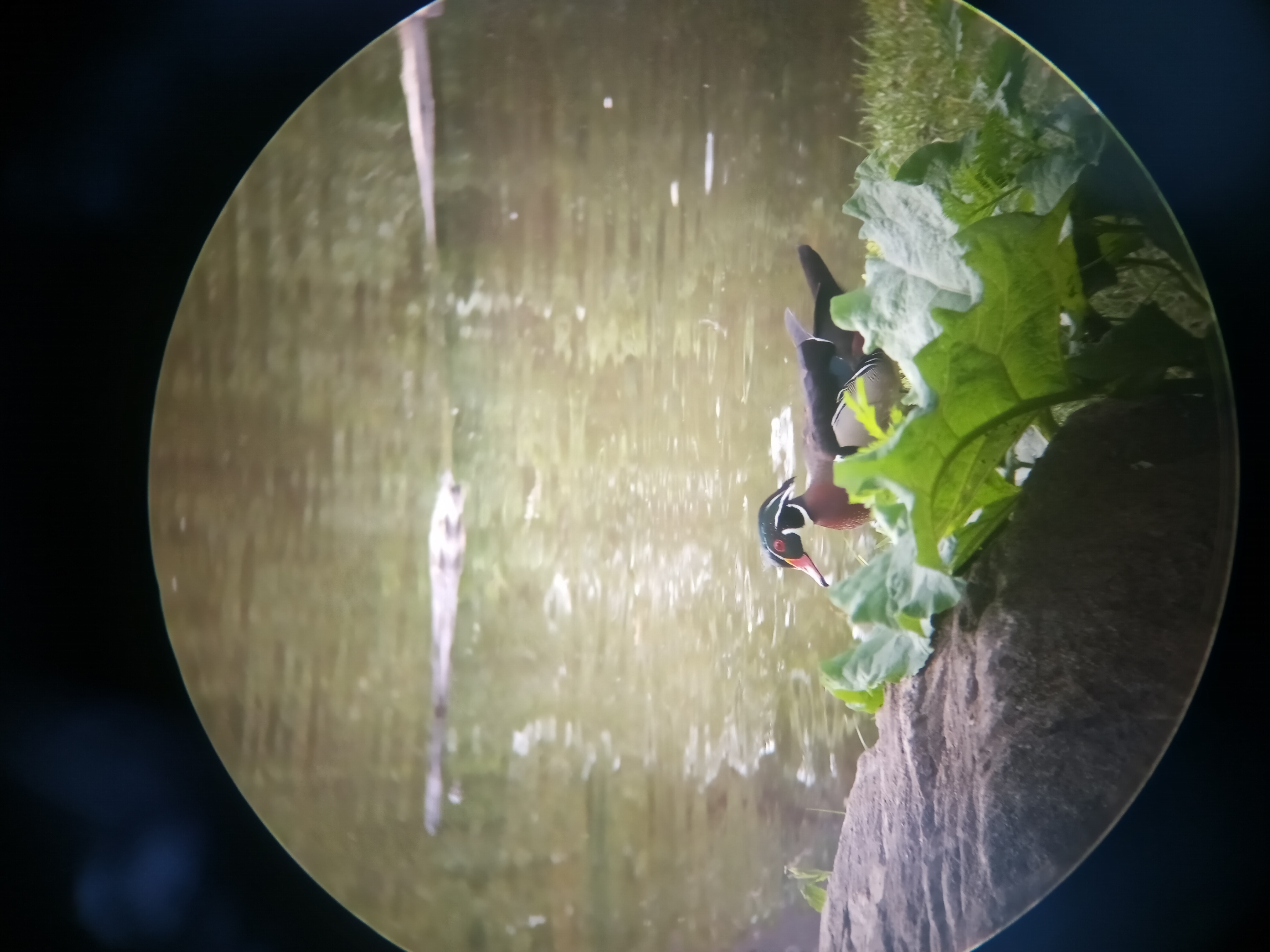 A picture of a Wood duck.
