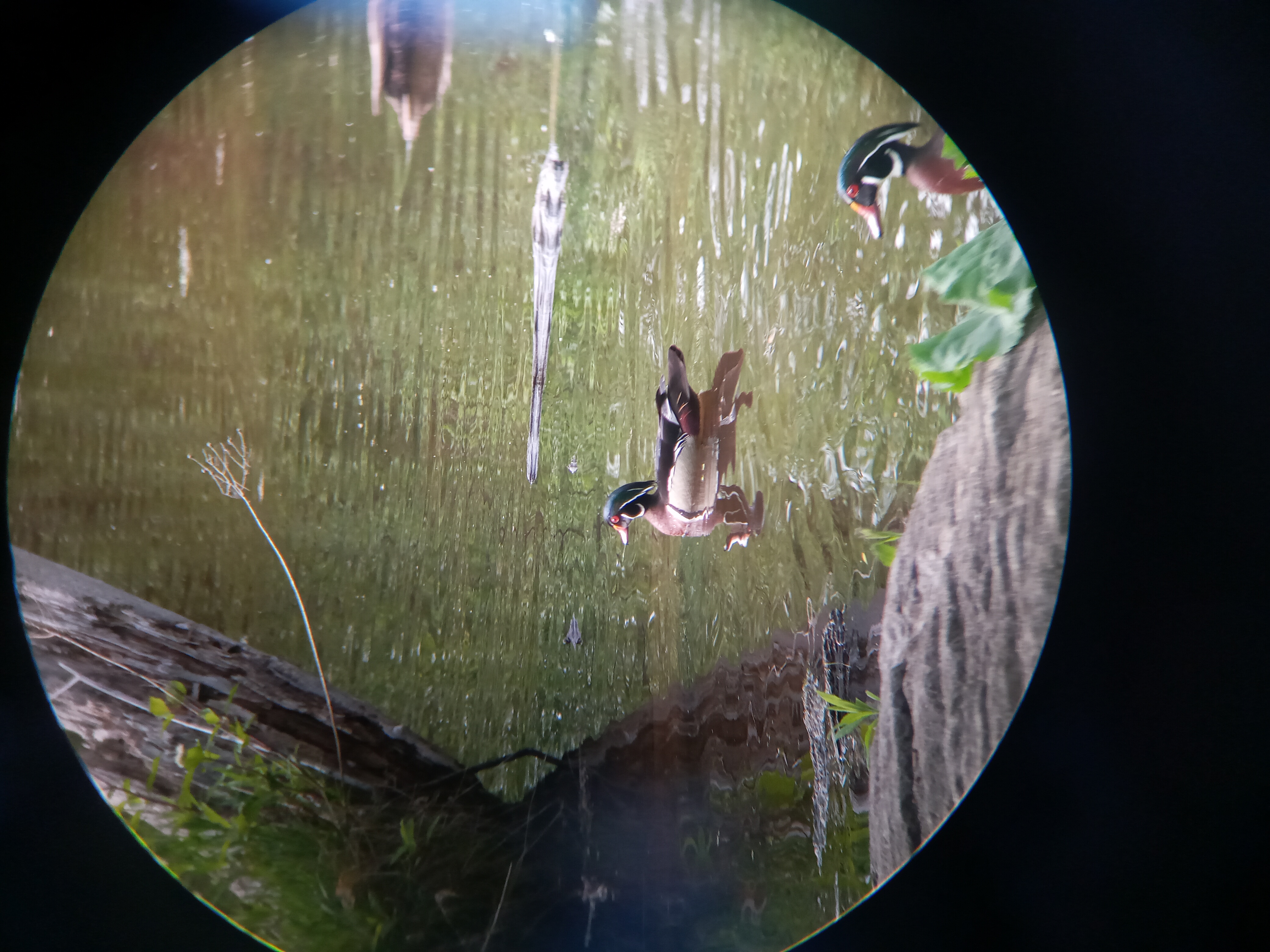 A picture of two Wood ducks, one on the lake and one by the water