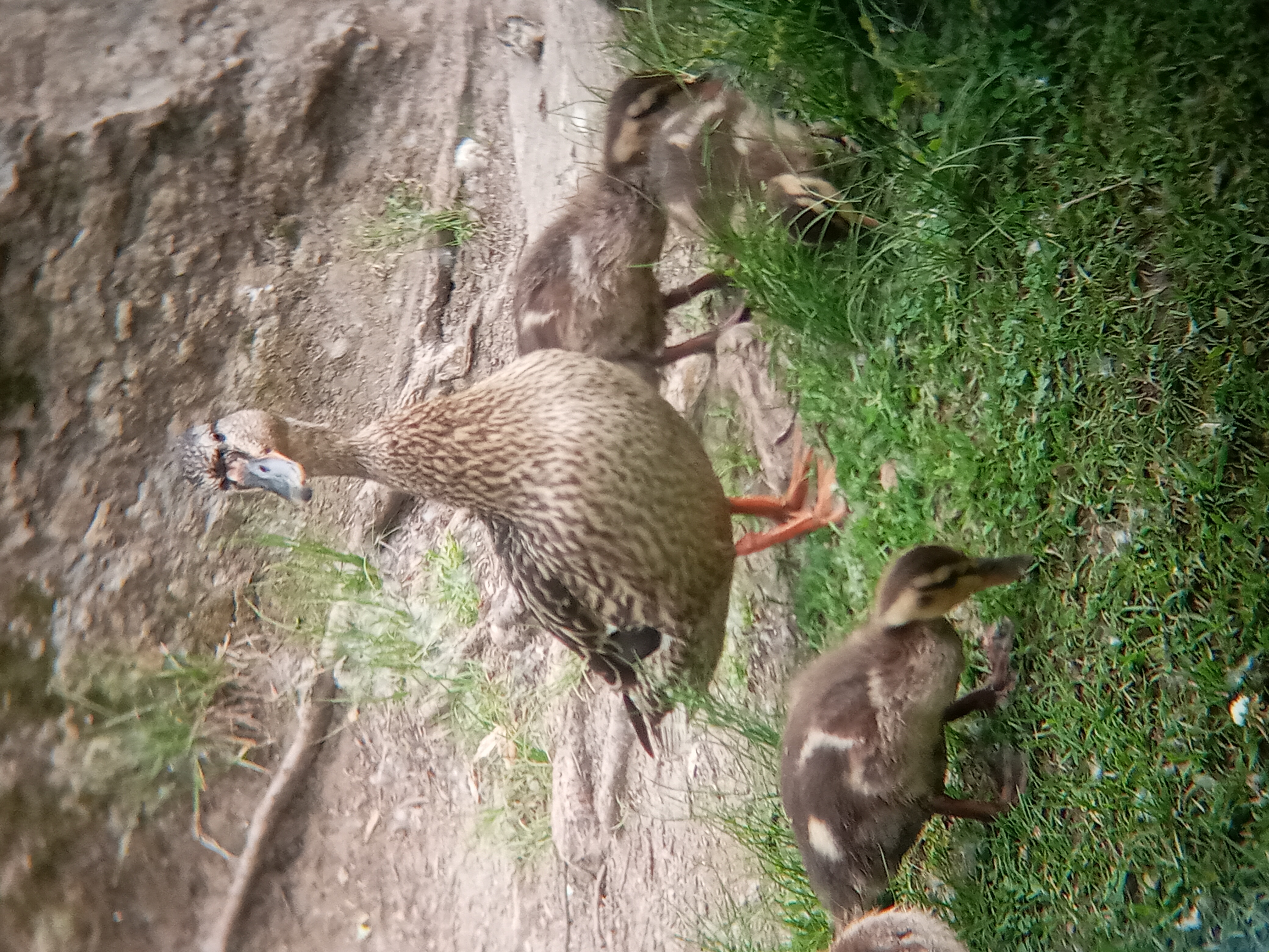 A picture of a duck and its ducklings.