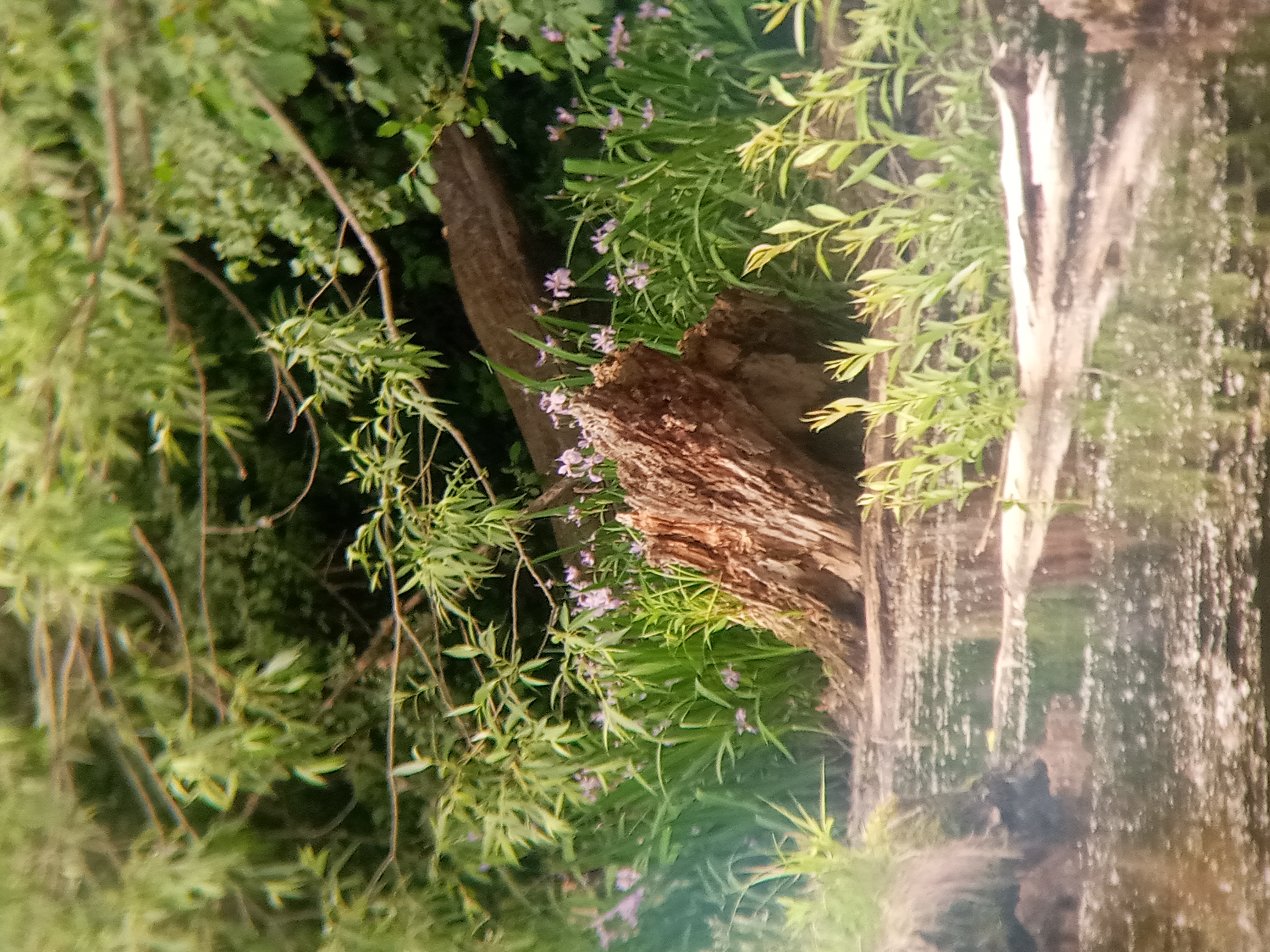 A picture of the remains of a tree trunk on the water side of a lake with flowers and thick vegetation in the background.